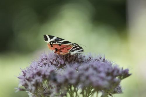 Euplagia quadripunctaria